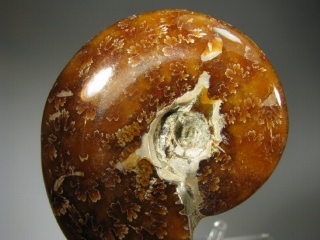 Ammonite -  Madagascar