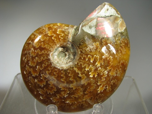 Ammonite - Madagascar