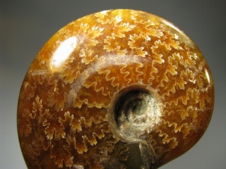 Ammonite -  Madagascar