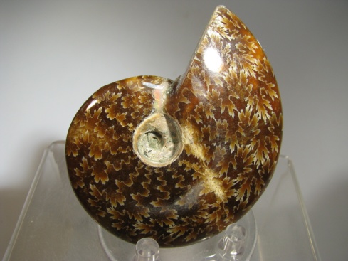 Ammonite - Madagascar