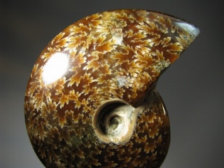 Ammonite -  Madagascar