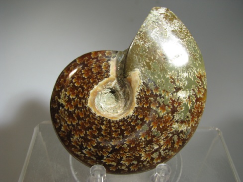 Ammonite - Madagascar