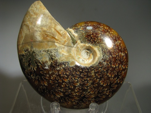 Ammonite - Madagascar