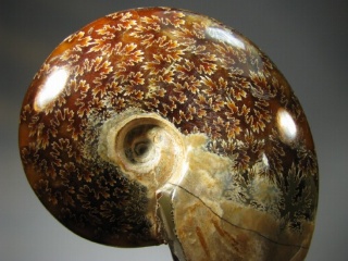 Ammonite -  Madagascar