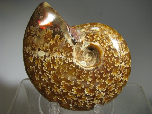 Ammonite - Madagascar
