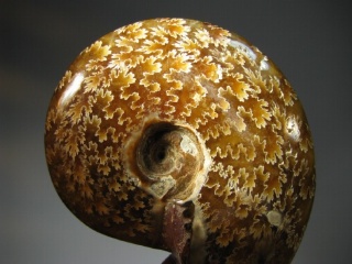 Ammonite -  Madagascar