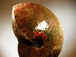 Ammonite -  Southern Alberta, Canada