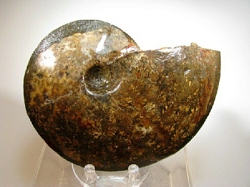 Ammonite - Southern Alberta, Canada