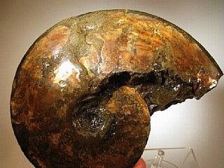 Ammonite -  Southern Alberta, Canada