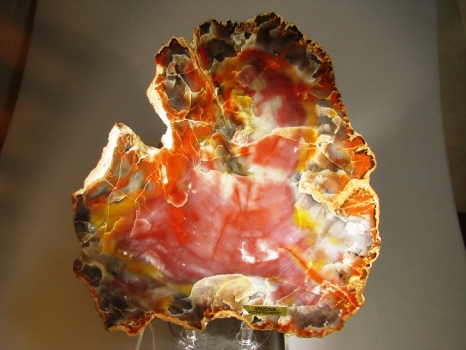 Fossil Wood - Holbrook, Arizona, USA