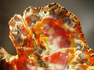 Fossil Wood - Holbrook, Arizona, USA