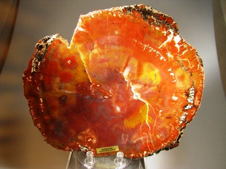 Fossil Wood - Holbrook, Arizona, USA