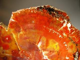 Fossil Wood - Holbrook, Arizona, USA
