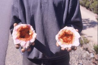 Falsi3.jpg (16268 byte)